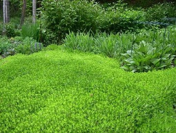 462_Ground_Cover