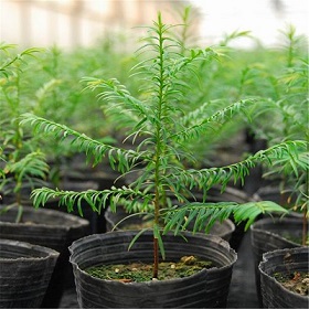 Nursery