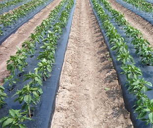 black_taffeta_plastic_mulch_film_on_pepper_bell