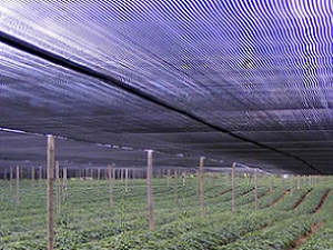 shade-netting