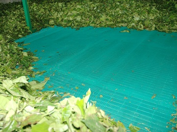 tea-withering-net_z11